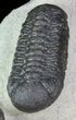 Spiny Cyphaspis & Austerops Trilobite Association #69749-6